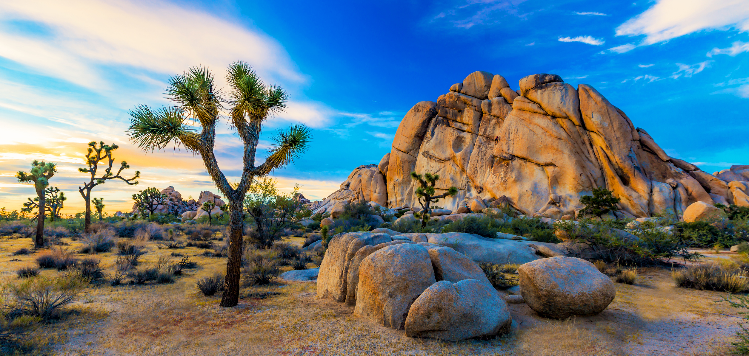 Joshua Tree National Park